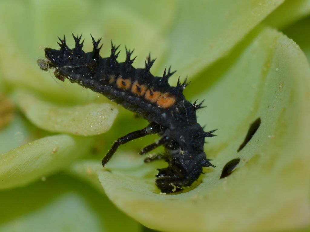 Larva di Harmonia ? Sì !